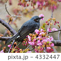 河津桜の花を食べるヒヨドリ
