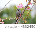 ヒヨドリ