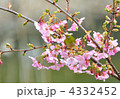 河津桜とメジロ
