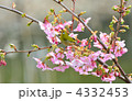 河津桜とメジロ