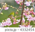 河津桜とメジロ