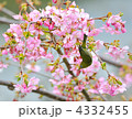 河津桜とメジロ
