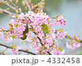 河津桜とメジロ