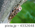 油蝉　今日も暑いです。　鳴き声はもっと暑いです。