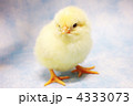 ひよこ