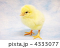 ひよこ ひよこ