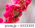 4333305
