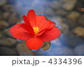 ベゴニア