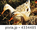 マガモ（メス）