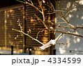 願いをこめて・・・