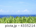 サトウキビ畑