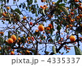 柿の実1