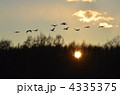 夕焼け空を背景に飛翔する丹頂鶴