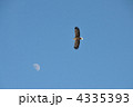 月を背景に飛翔するオジロワシ