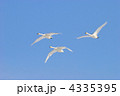 青空を飛翔する白鳥