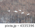 飛翔する白鳥