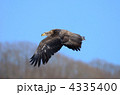 飛翔するオジロワシ