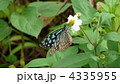 リュウキュウアサギマダラ