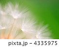 4335975