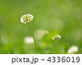 4336019
