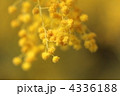 アカシアの花