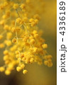 アカシアの花