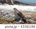 キジバトを仕留めたオオタカ