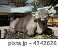 名古屋市の上野天満宮の牛