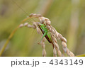 バッタと稲穂