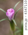 ムギセンノウの蕾
