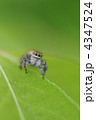ハエトリグモ
