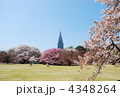 桜が満開の新宿御苑とNTTドコモ代々木ビル