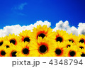 夏