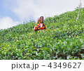 茶摘み