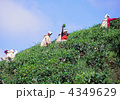 茶摘み