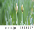 ふくらみかけたげるスイセンの蕾