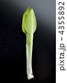 4355892
