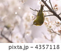 梅とメジロ