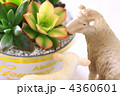 多肉植物と羊の親子