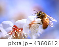 ハチと梅の花