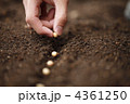 4361250