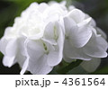 高幡不動尊の白紫陽花