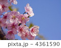 河津桜