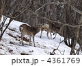 エゾシカのメス