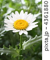 ノースポールの花