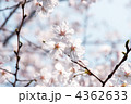 開花した桜の花