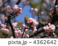 小菅東スポーツ公園のメジロと淡いピンク色の梅の花