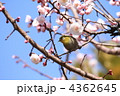 小菅東スポーツ公園のメジロと淡いピンク色の梅の花