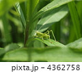 葉の上のバッタ