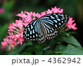 花にとまる蝶々